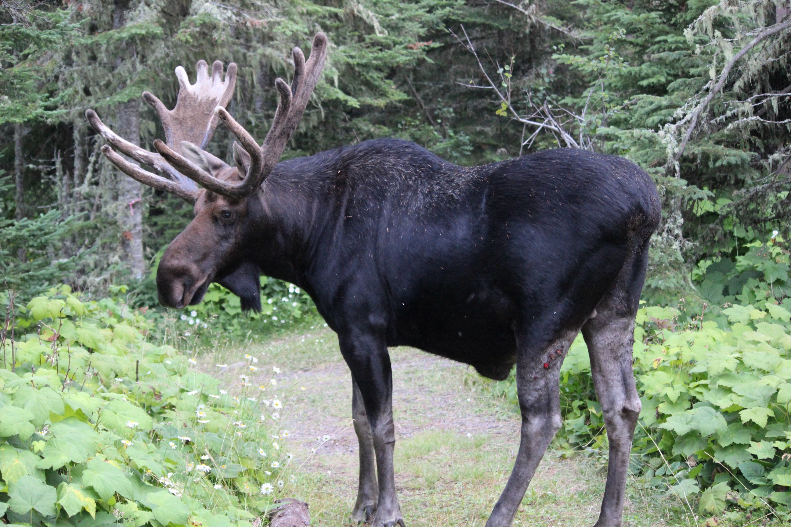 Isle Royale National Park moose